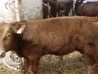 Buğa, Simmental cattle — foto 3