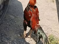Chickens — 7-сурет
