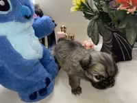 Məhsul: Pekines balaları - Yaş: 60 günlük - Cins: Pekines - Rənglər — 照片 4