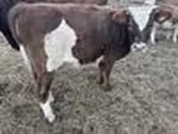 Rinder (Partie, Geschlecht nicht angegeben), Simmental cattle — Foto 6