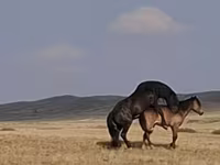 公马, New Altai Horse — 照片 4