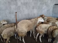 كبش, الأغنام — الصورة 6