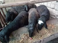 كبش, Rhon sheep — الصورة 4