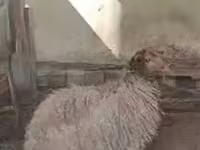 كبش, الأغنام — الصورة 3