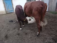 Сиыр, Simmental cattle — 1-сурет