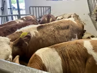 Бик, Simmental cattle — фото 3