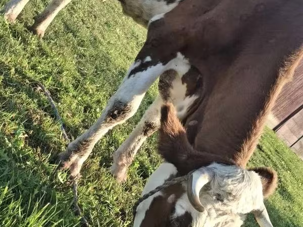 Kuh, Simmental cattle