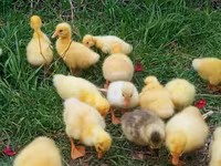 Geese — photo 2