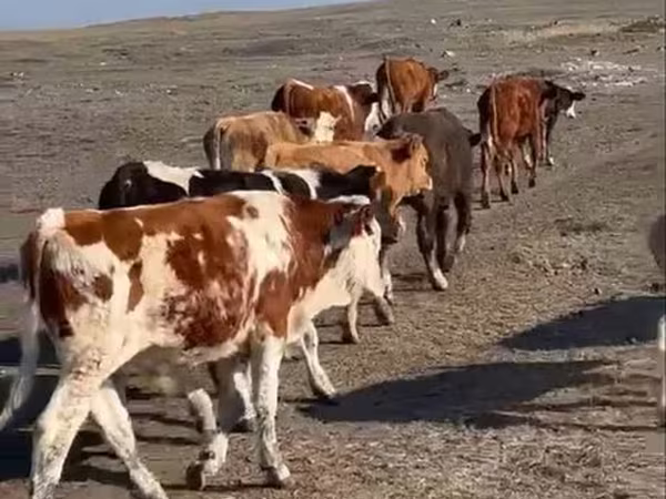 Bulle, Simmental cattle