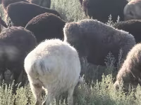 公羊, Sheep — 照片 2