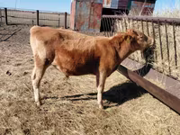 Bulle, Russian Black pied cattle — Foto 4