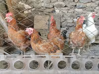 Chickens — Foto 3
