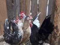 Japanisches Bantam — Foto 4