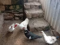Ducks — الصورة 1