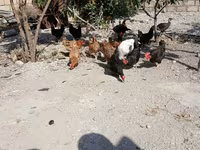 Chickens — Foto 4