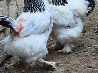 براهما — الصورة 3