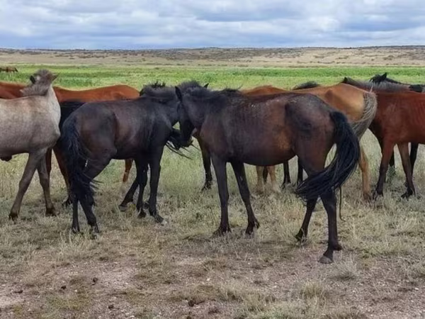 فرس, Kazakh horse