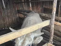 Toro, Simmental cattle — foto 4