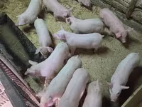 Шошқалар (топ, жынысы көрсетілмеген), Крупная белая — 2-сурет