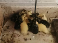 Ducks — Foto 1
