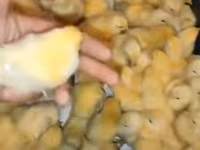 Chickens — 1-rasm