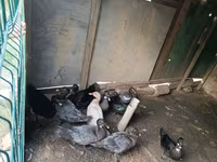 Ducks — الصورة 2