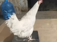 हाइसेक्स — फ़ोटो 7