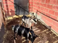 公山羊, Alpine goat — 照片 4