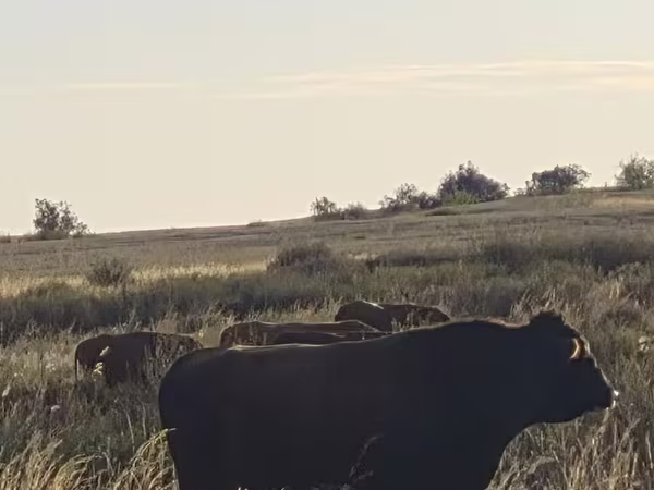 公牛, Cattle