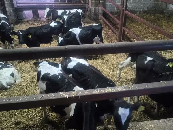 Buqa, Russian Black pied cattle
