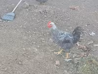 Chickens — 3-rasm