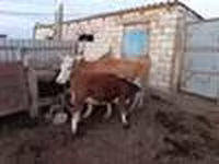 بقرة, Latvian Blue cattle — الصورة 6