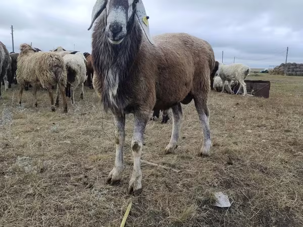 Баран, Hissar sheep