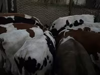 सांड, Swiss cattle — फ़ोटो 5