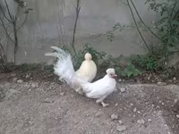 Жапон бентам — 1-сурет