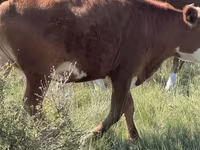母牛, Kazakh White-headed cow — 照片 3