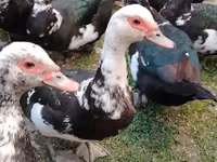 Ducks — foto 1