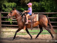 فرس, Quarter Horse — الصورة 3