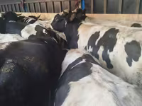 母牛, Cattle — 照片 4