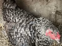 Chickens — الصورة 2