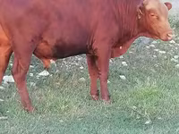 Bull, Simmental cattle — photo 6