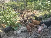 Chickens — foto 4