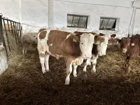 Buqa, Simmental cattle — 4-rasm
