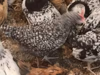 Chickens — الصورة 2