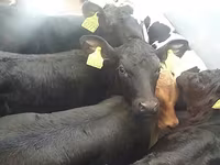 Bulle, Simmental cattle — Foto 3