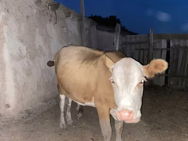Kuh, Latvian Blue cattle