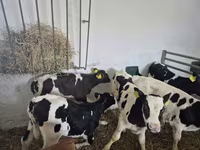 Bulle, Russian Black pied cattle — Foto 4