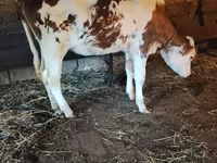 Vaca, Raza Holstein — foto 2