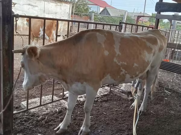 Sigir, Latvian Blue cattle