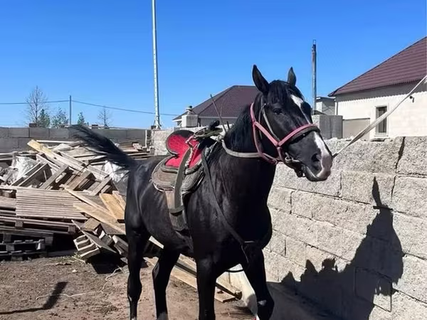 Hengst, Kazakh horse